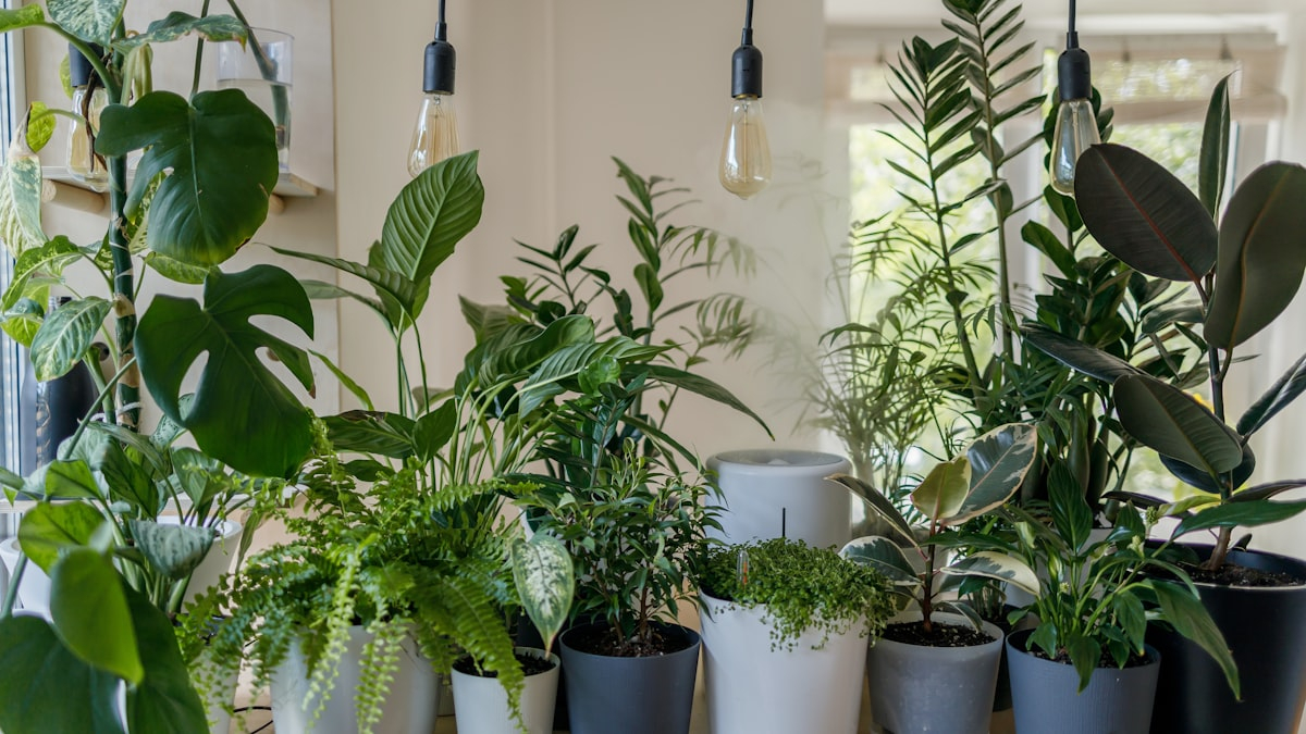 12 Reasons Why Growing Lemon Balm Is the Ultimate Garden Hack